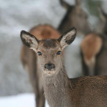 Gite Le Cerf Pantin سانت هوبيرت المظهر الخارجي الصورة
