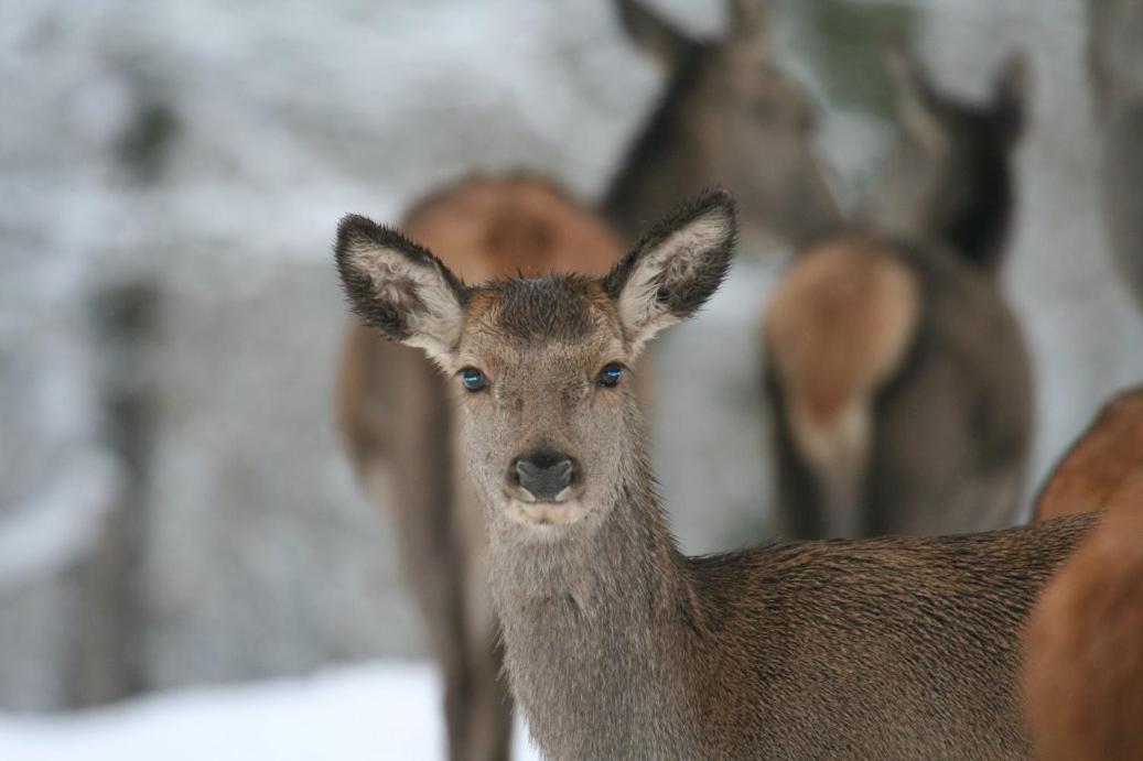 Gite Le Cerf Pantin سانت هوبيرت المظهر الخارجي الصورة